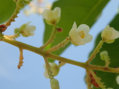 Serjania obtusidentata