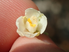 Serjania obtusidentata