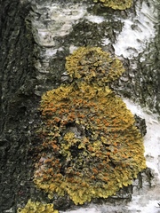 Xanthoria parietina