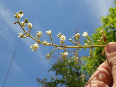 Serjania obtusidentata