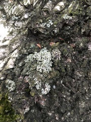 Physciaceae