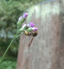 Antodynerus punctatipennis