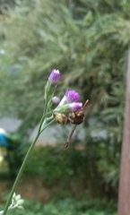 Antodynerus punctatipennis