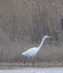 Ardea alba