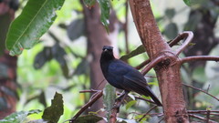 Myophonus horsfieldii