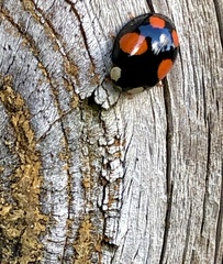 Harmonia axyridis