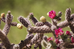 Cylindropuntia thurberi versicolor