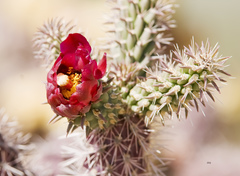 Cylindropuntia thurberi versicolor