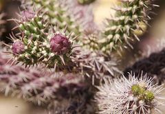 Cylindropuntia thurberi versicolor