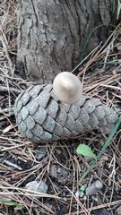 Baeospora