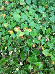 Ampelopsis glandulosa