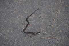 Thamnosophis epistibes