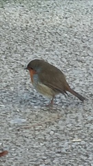 Erithacus rubecula