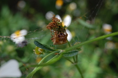 Acanthepeira