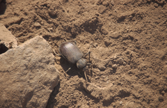 Calosoma vagans