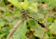Paragomphus lineatus