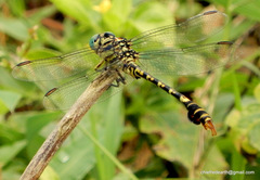 Paragomphus lineatus