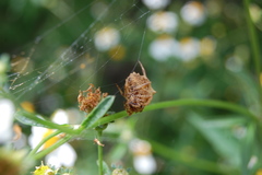 Acanthepeira