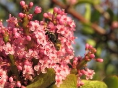 Camponotus postoculatus