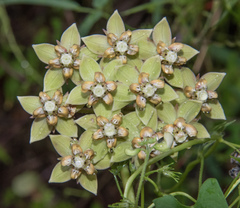Asclepias elata