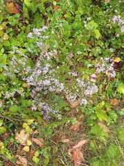Symphyotrichum
