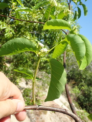 Secondatia densiflora