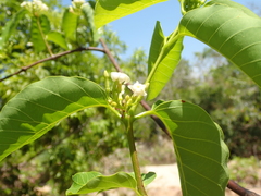 Secondatia densiflora