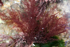 Callithamnion tetragonum
