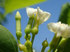 Secondatia densiflora