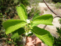 Secondatia densiflora