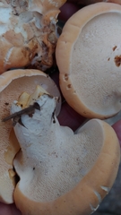 Hydnum subolympicum