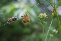Acanthepeira