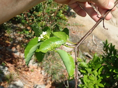 Secondatia densiflora