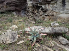 Aloe suprafoliata