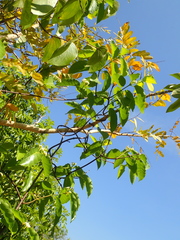 Secondatia densiflora