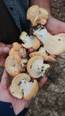 Hydnum subolympicum