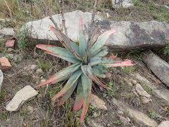 Aloe suprafoliata