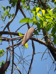 Secondatia densiflora