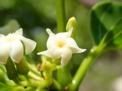 Secondatia densiflora