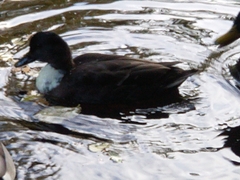 Anas platyrhynchos domesticus