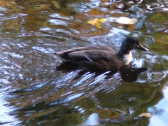 Anas platyrhynchos domesticus