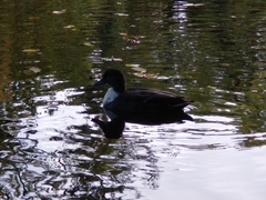 Anas platyrhynchos domesticus