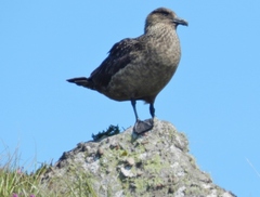 Stercorarius skua