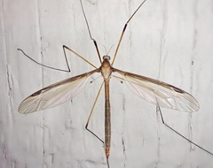 Tipula sayi