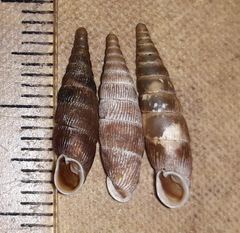 Macrogastra ventricosa