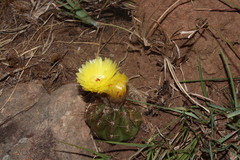 Parodia ottonis
