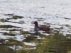 Gallinula chloropus