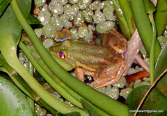 Euphlyctis karaavali