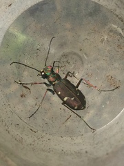Cicindela depressula
