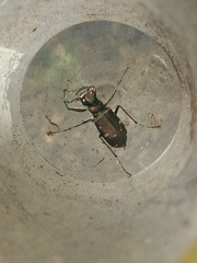 Cicindela depressula